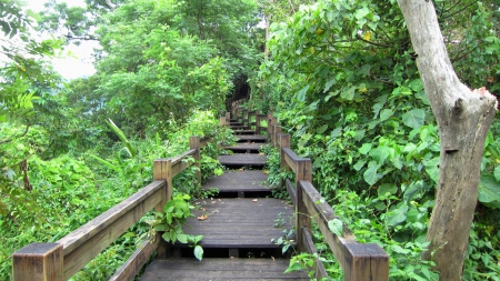 Mountain climbing - ladder, climbing, forest, mountain, tree