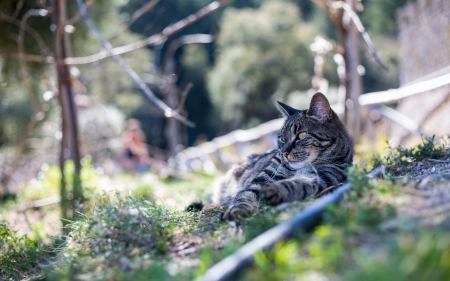 Cat - pretty, cat face, sleepy, paws, kitten, cats, face, sleeping, hat, beautiful, beauty, lovely, sweet, cat, cute, animals, kitty