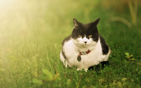 Cat - sleepy, cute, beautiful, cat, sleeping, kitty, cats, hat, cat face, paws, face, animals, pretty, beauty, sweet, kitten, lovely