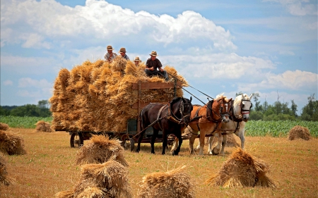 Gathering up the Sheafs - horses, field, wagon, sheafs