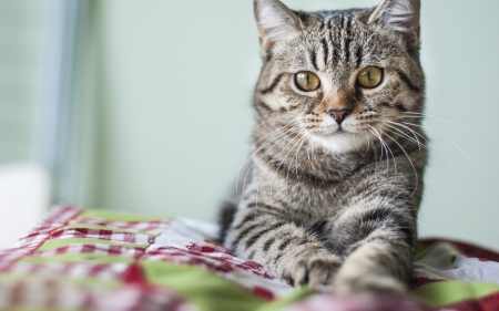 Cat - sleeping, beauty, cat face, hat, animals, sleepy, paws, face, pretty, cute, cat, kitty, lovely, kitten, cats, beautiful, sweet