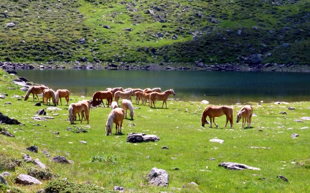 Horses grazing in the Val d'Ultimo Valley, Italy