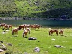 Horses grazing in the Val d'Ultimo Valley, Italy