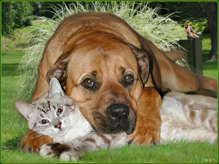 we are very good friends - garden, grass, cat, dog