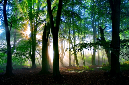 Magic woodland - sunlight, trees, branches, beautiful, woodland, forest, lovely, magical, light, glow, nature, rays, nice, shine, woods