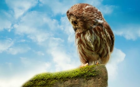 The Tiny Screech Owl - nature, beauty, birds, owls