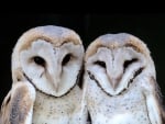 Ma & Pa Barn Owls