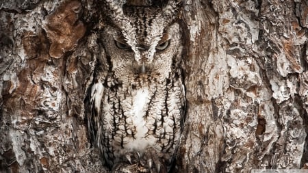 Eastern Screech Owl - nature, beauty, birds, owls