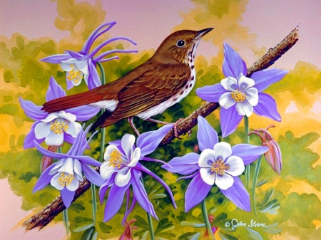 Hermit thrush - nice, fresh, song, hermit thrush, lovely, bird, painting, art, nest, pretty, beautiful, leaves, animal, sweet, flowers, cute