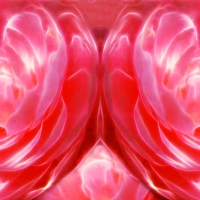 Fractal Rose Collage ~ For Exotica