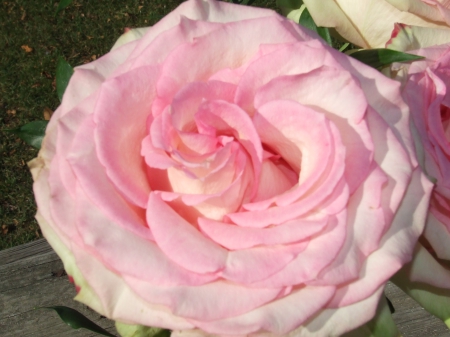 a Pink Cabbage Rose Close  up - cabbage, up, pink, close