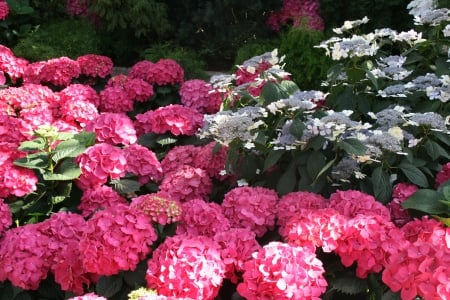 Exotic flowers at the pyramids 37 - red, photography, green, flowers, hydrangeas, garden