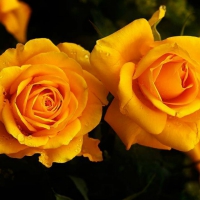 âœ¿ âœ¿ Yellow Roses âœ¿ âœ¿