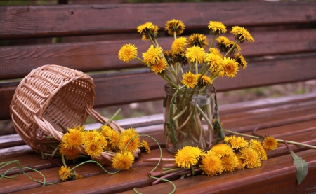 *** Yellow dandelions *** - flowers, yellow, dandelions, nature