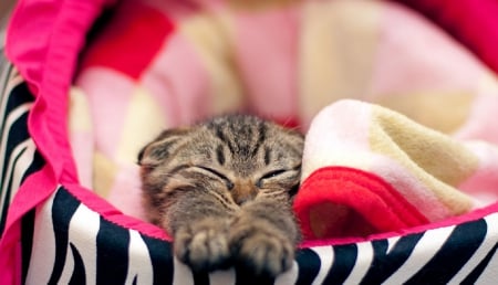 Cat - sleepy, cute, beautiful, cat, sleeping, kitty, cats, hat, cat face, paws, face, animals, pretty, beauty, sweet, kitten, lovely