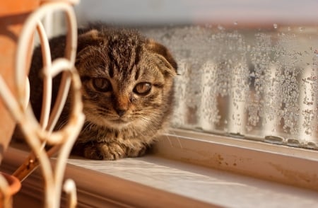 Cat - sleepy, cute, beautiful, cat, sleeping, kitty, cats, hat, cat face, paws, face, animals, pretty, beauty, sweet, kitten, lovely