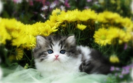 Adorable Kitten - adorable, cute, persian kitten, kitten