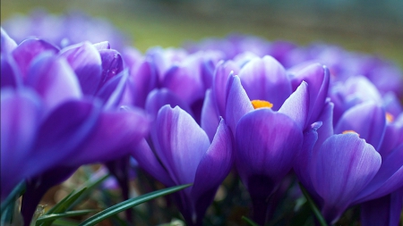 Tulips - green, flowers, plants, violet