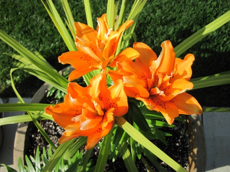 Exotic flowers at the pyramids 39 - Flowers, garden, green, photography, Lily, Orange