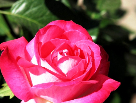 a Hot Pink Rose - hot, pink, rose, sun