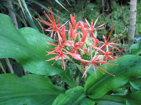 Exotic flowers at the pyramids 40 - Flowers, garden, green, photography, orange