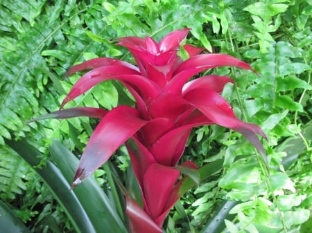 Exotic flowers at the pyramids 41 - bromeliad, red, photography, green, flowers, garden