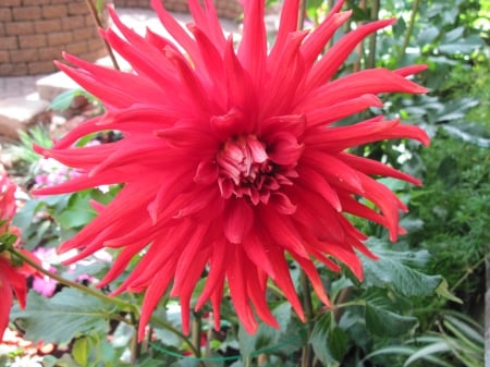 Exotic flowers at the pyramids 46 - dahlia, red, photography, green, flowers, garden