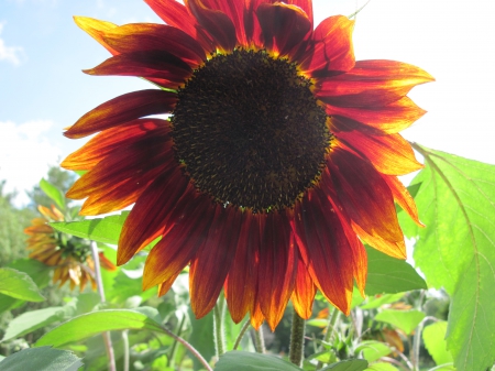 Exotic flowers at the pyramids 47