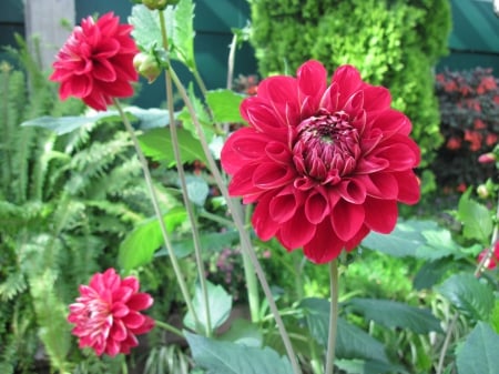 Exotic flowers at the pyramids 50 - red, garden, flowers, dahlia, photography, green