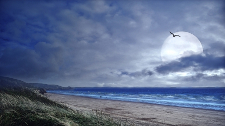 gorgeous moon above a beach - bird, clouds, beach, moon, sea, grass