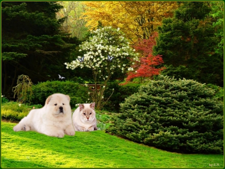 we are is the best friends2 - flowers, shrubs, cat, dog