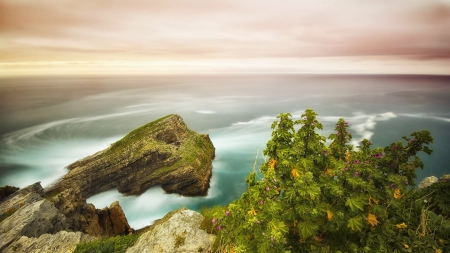 bush on a cliff above a wonderful rocky seacoast - misty, flowers, shore, cliff, sea, rocks