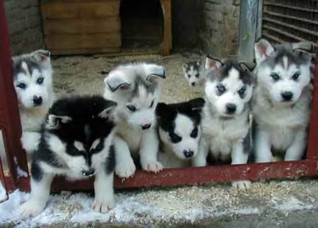 neighboor hood watch group - pups, adorable, alert, cute