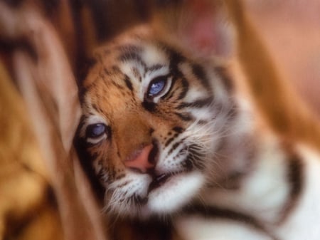 Baby Tiger - cute, baby, tiger, little