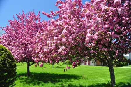 Flowering Trees - blooming, nature, trees, bloom, wallpaper beauty, garden, spring