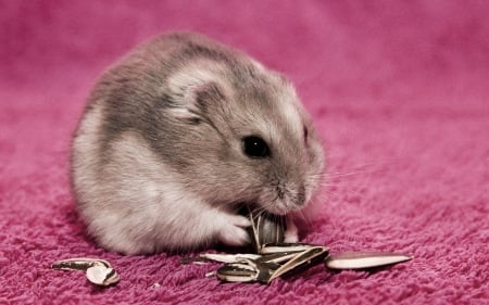 *** Hamster *** - seeds, animal, hamster, animals