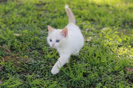 *** White kitten *** - white, animal, animals, kitten