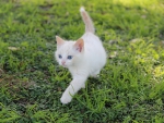 *** White kitten ***