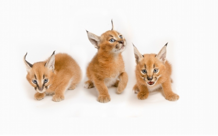 *** Three Caracals *** - red, animal, karacal, animals