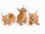 *** Three Caracals ***