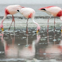 *** Flamingos ***