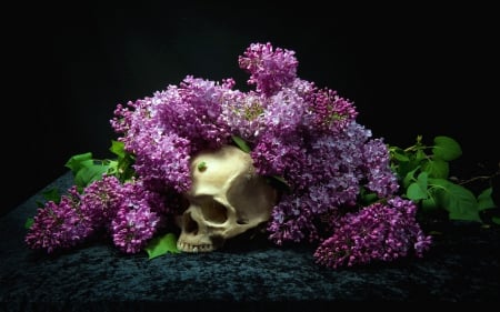 *** Lilacs *** - flowers, flower, nature, lilacs