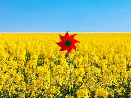 Flower fields - nature, fields, whirl wind, flower