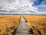 boardwalk on grassy wetlands on the prairie