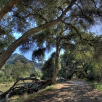 fallen trees by a lovely country road