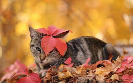 *** Autumn cat *** - cats, animal, animals, cat