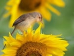 *** Bird on sunflower ***