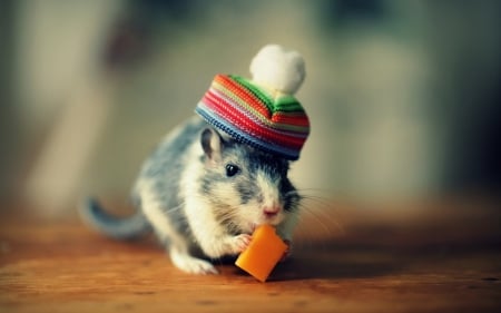 Little Chief - hat, animal, eating, cute, mouse