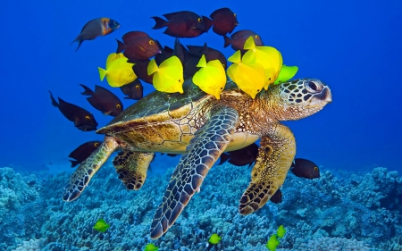 Turtle - fish, turtle, yellow, sea