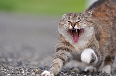 Cat - sleepy, cute, beautiful, cat, sleeping, kitty, cats, hat, cat face, paws, face, animals, pretty, beauty, sweet, kitten, lovely